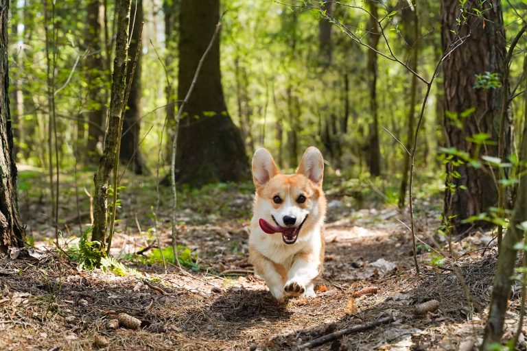 Pet Waste Removal Neenah WI