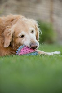 Dog Waste Service Near me Neenah WI